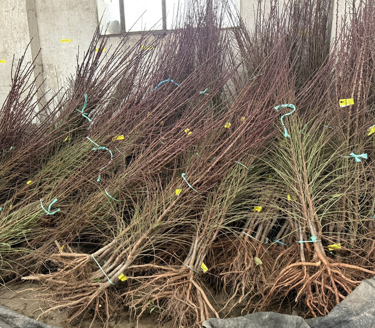 Campaña de frutales